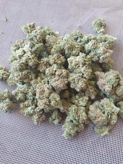 First Coco Run (DE/EN) x Hy-Pro. Week 16