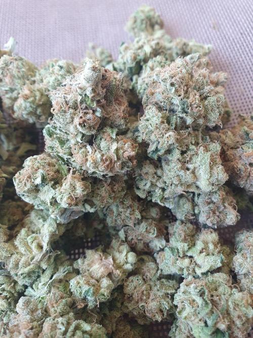 First Coco Run (DE/EN) x Hy-Pro. Week 16