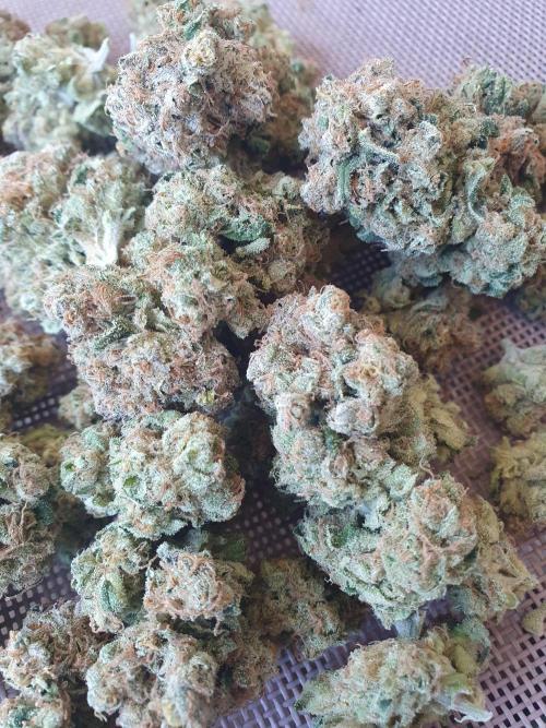 First Coco Run (DE/EN) x Hy-Pro. Week 16