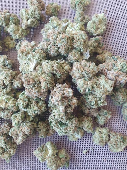 First Coco Run (DE/EN) x Hy-Pro. Week 16