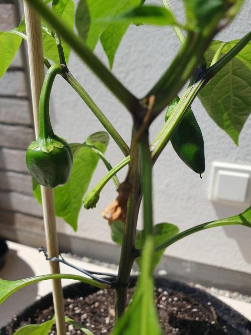 Jalapeño Samira-shiny Mexiko Chili. Week 10