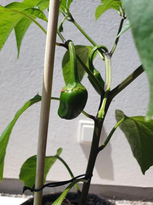 Jalapeño Samira-shiny Mexiko Chili. Week 10