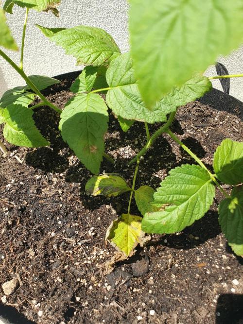 Himbeere Summer Lovers Gold. Week 3