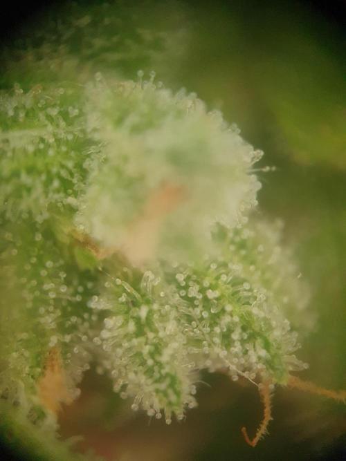Bad Weather Grow #1 (DE/EN) x Hy-Pro. Week 15