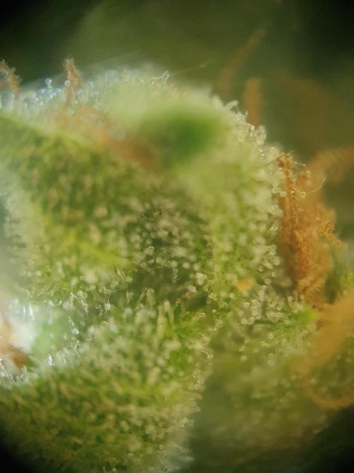 Balcony Plant #2 (DE/EN) x Hy-Pro. Week 12