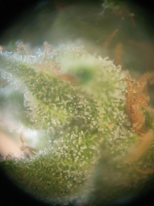Balcony Plant #2 (DE/EN) x Hy-Pro. Week 12