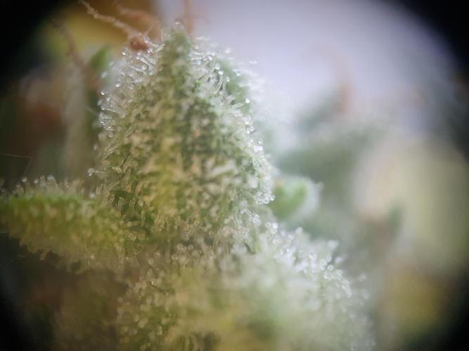 Balcony Plant #2 (DE/EN) x Hy-Pro. Week 12
