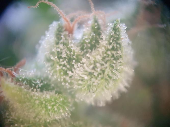 Balcony Plant #2 (DE/EN) x Hy-Pro. Week 12