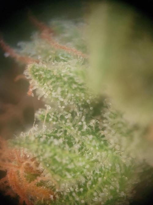 Balcony Plant #2 (DE/EN) x Hy-Pro. Week 12
