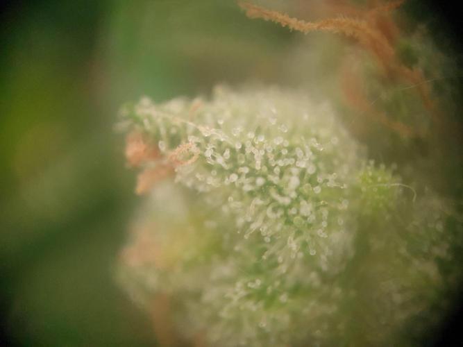 Balcony Plant #2 (DE/EN) x Hy-Pro. Week 12