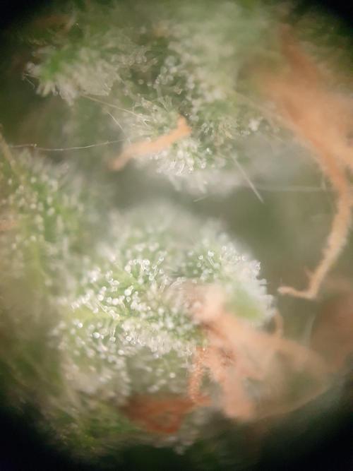Balcony Plant #2 (DE/EN) x Hy-Pro. Week 12