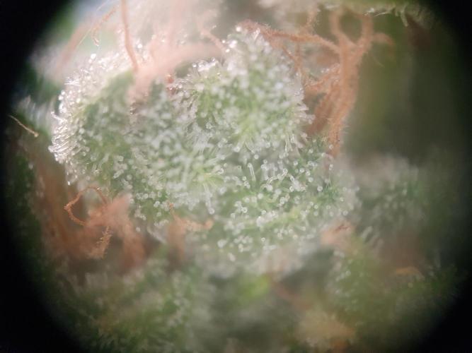 Balcony Plant #2 (DE/EN) x Hy-Pro. Week 12