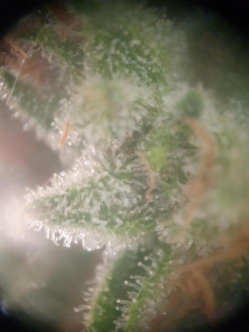 Balcony Plant #2 (DE/EN) x Hy-Pro. Week 12