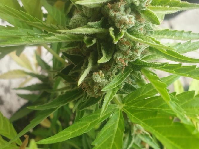 Balcony Plant #2 (DE/EN) x Hy-Pro. Week 12