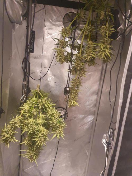 Balcony Plant #2 (DE/EN) x Hy-Pro. Week 12