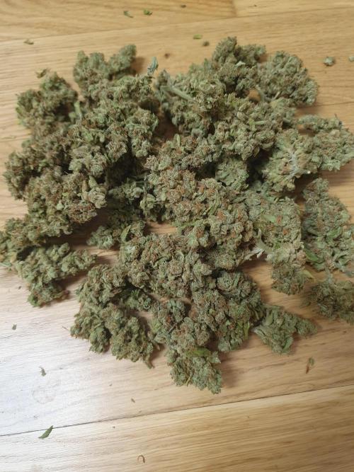 Bad Weather Grow #1 (DE/EN) x Hy-Pro. Week 16