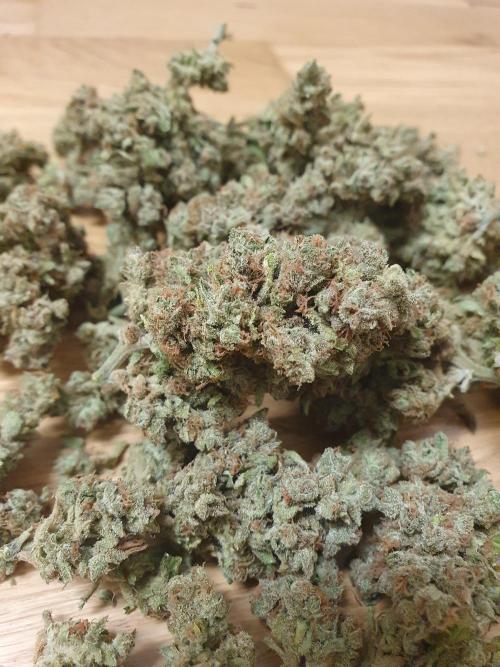 Bad Weather Grow #1 (DE/EN) x Hy-Pro. Week 16