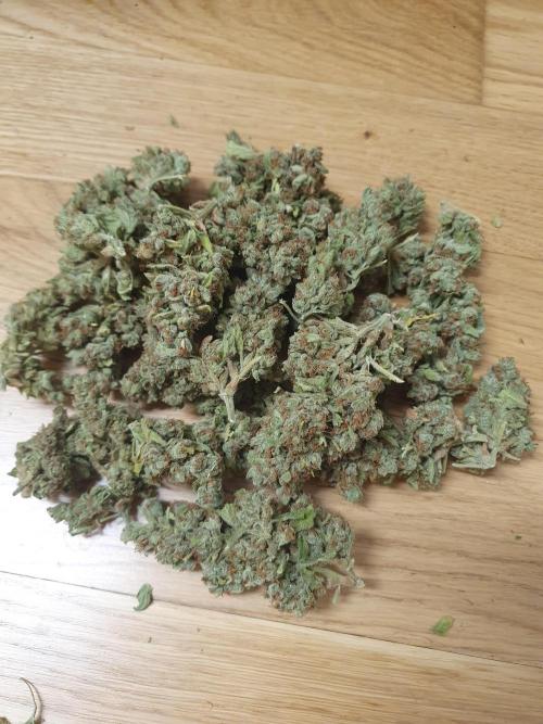 Balcony Plant #2 (DE/EN) x Hy-Pro. Week 13