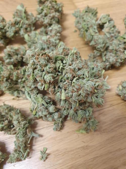 Balcony Plant #2 (DE/EN) x Hy-Pro. Week 13