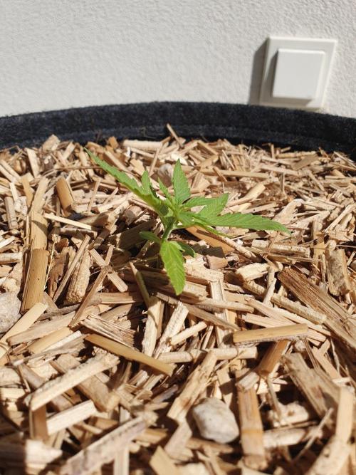Blueberry Gummy Bears Balcony. Week 2