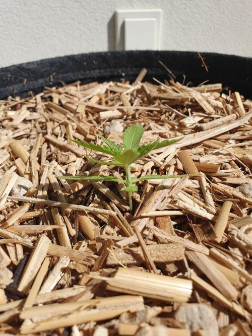 Blueberry Gummy Bears Balcony. Week 2