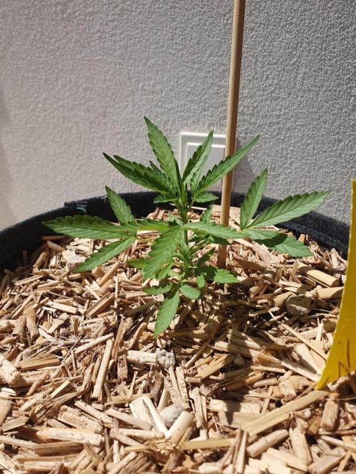 Blueberry Gummy Bears Balcony. Week 3