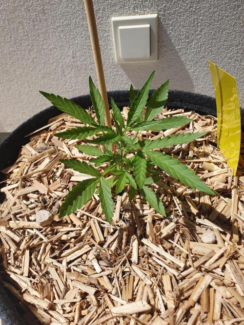 Blueberry Gummy Bears Balcony. Week 3