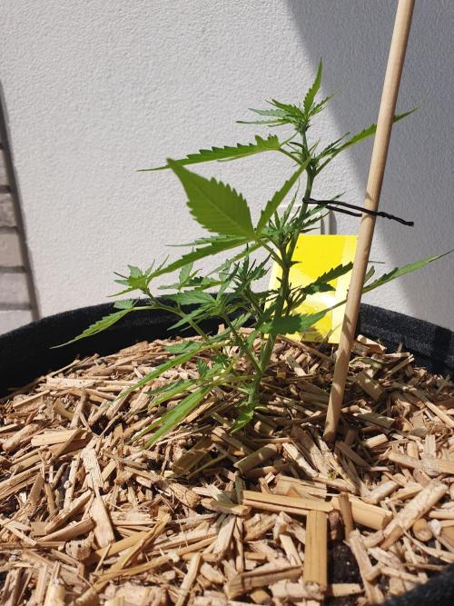 Blueberry Gummy Bears Balcony. Week 4