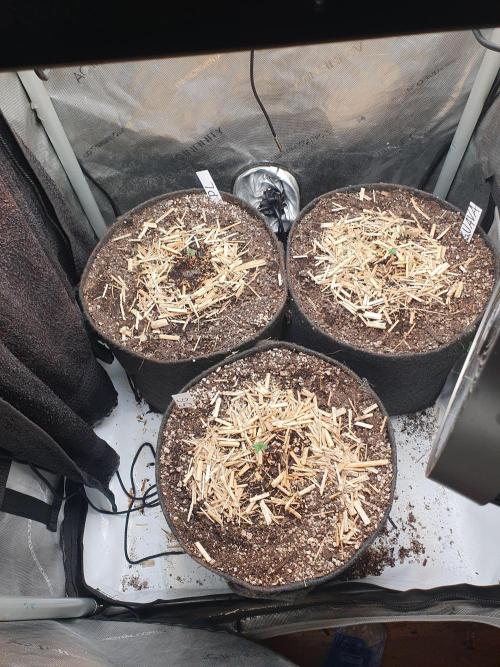 RF3 Trial Pack | All 3 Strains. Week 0