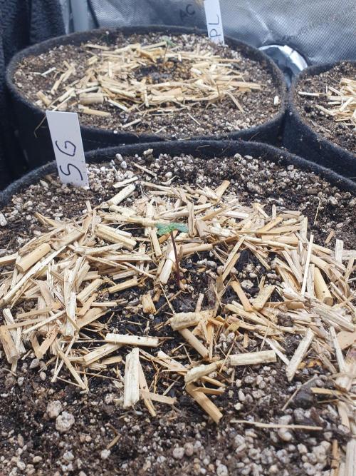 RF3 Trial Pack | All 3 Strains. Week 0