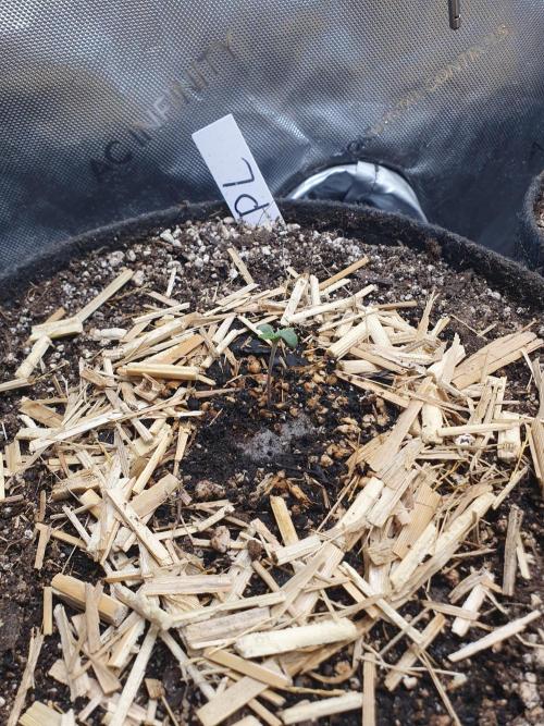 RF3 Trial Pack | All 3 Strains. Week 0