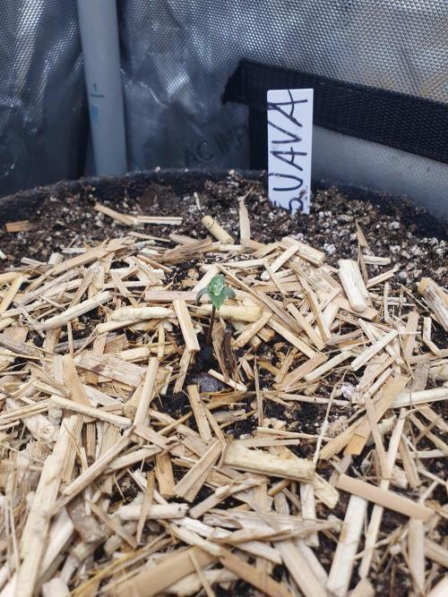 RF3 Trial Pack | All 3 Strains. Week 0