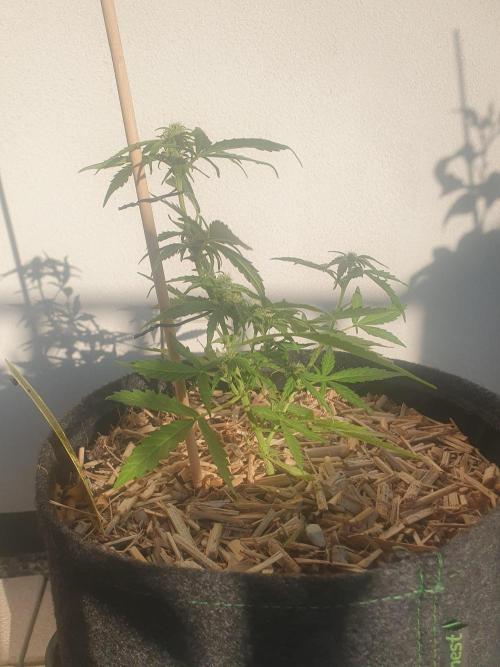 Blueberry Gummy Bears Balcony. Week 5