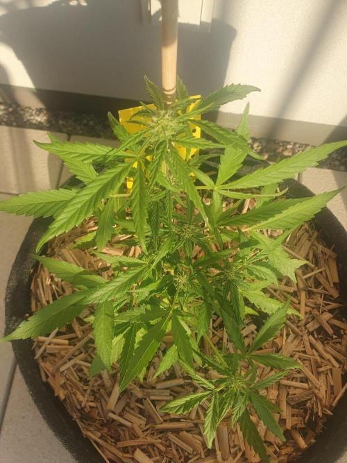 Blueberry Gummy Bears Balcony. Week 5