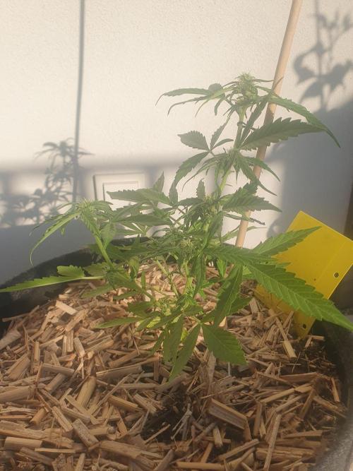 Blueberry Gummy Bears Balcony. Week 5