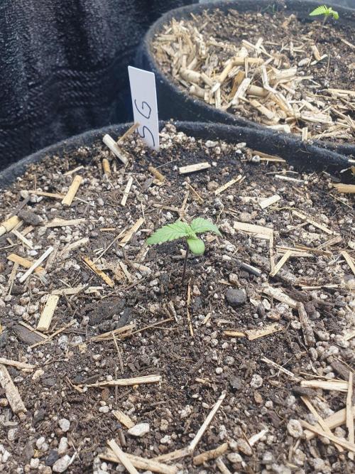 RIP - RF3 Trial Pack | All 3 Strains. Week 1