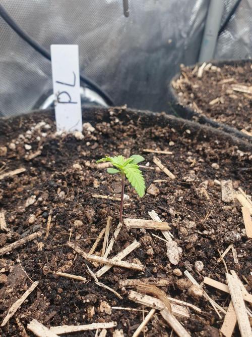 RIP - RF3 Trial Pack | All 3 Strains. Week 1