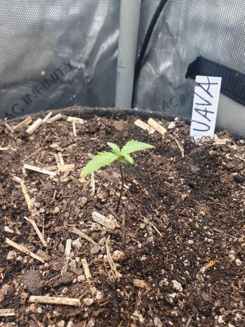 RIP - RF3 Trial Pack | All 3 Strains. Week 1