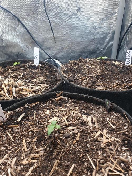 RIP - RF3 Trial Pack | All 3 Strains. Week 1