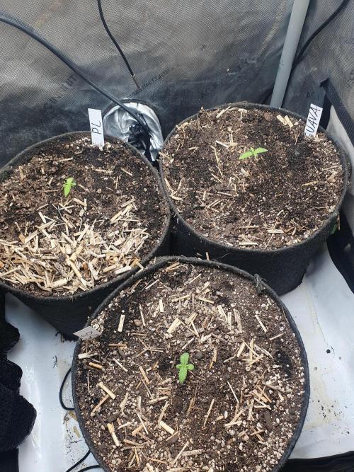 RIP - RF3 Trial Pack | All 3 Strains. Week 1