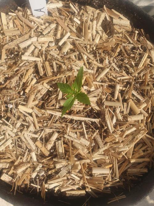 Apollo F1. Week 1