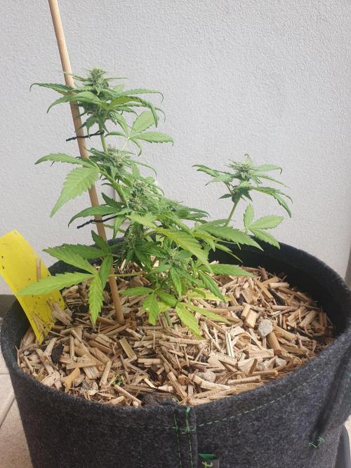Blueberry Gummy Bears Balcony. Week 6