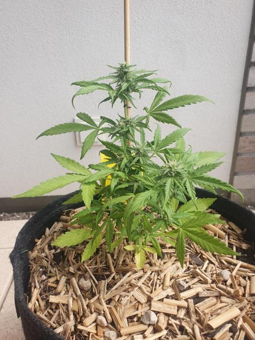 Blueberry Gummy Bears Balcony. Week 6