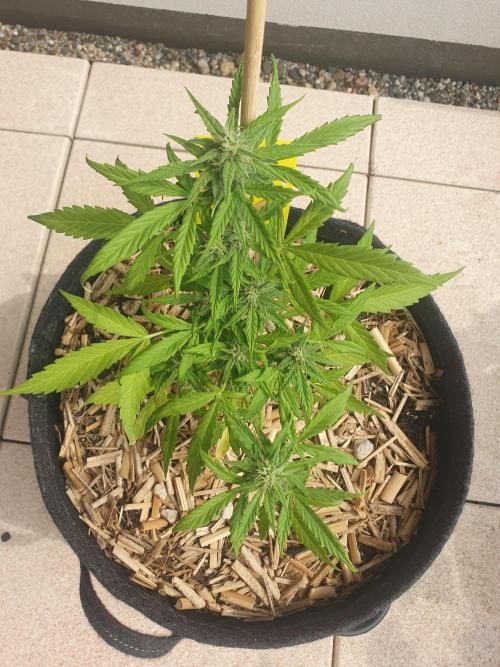 Blueberry Gummy Bears Balcony. Week 6