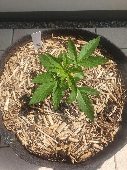 Apollo F1. Week 2