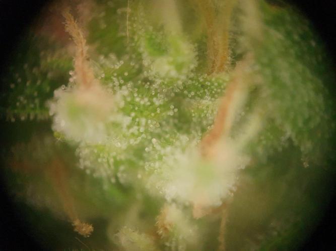 Blueberry Gummy Bears Balcony. Week 7