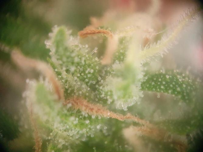 Blueberry Gummy Bears Balcony. Week 7