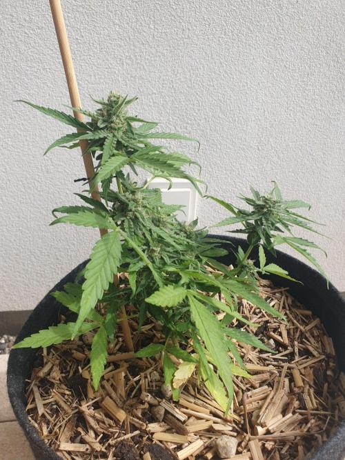 Blueberry Gummy Bears Balcony. Week 7