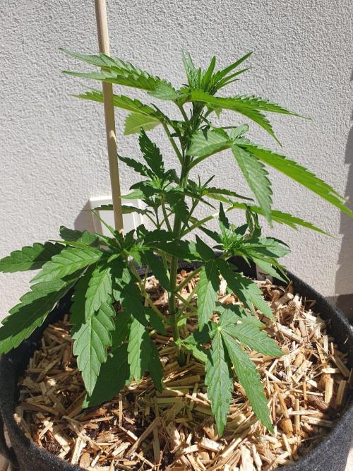 Apollo F1 Late Season Test. Week 3