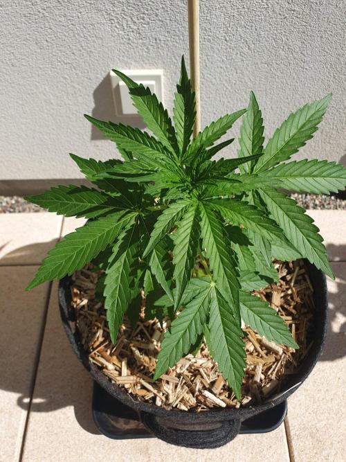 Apollo F1 Late Season Test. Week 3